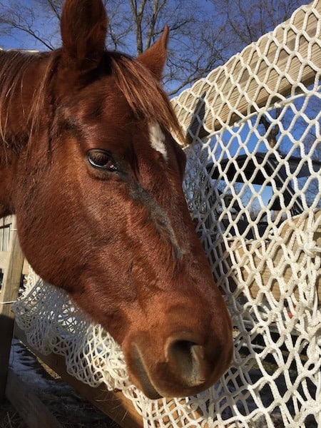 Hay net feeders online for horses