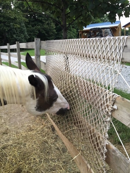 HayPal Portable Drop Down Feeder brings a horse's slow feeder program to  horse shows — HayPal Hay Nets, Feeders & Racks