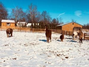 Quinn (center) with some of his new herd mates at Achaius Ranch